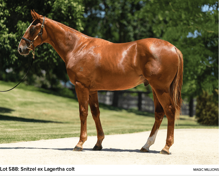 Lot 588: Snitzel ex Lagertha colt Magic Million