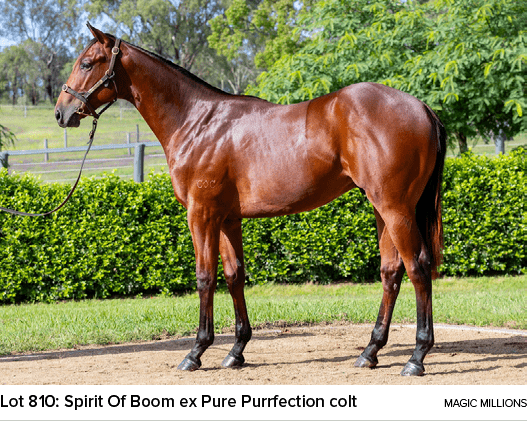 Lot 810: Spirit Of Boom ex Pure Purrfection colt magic million