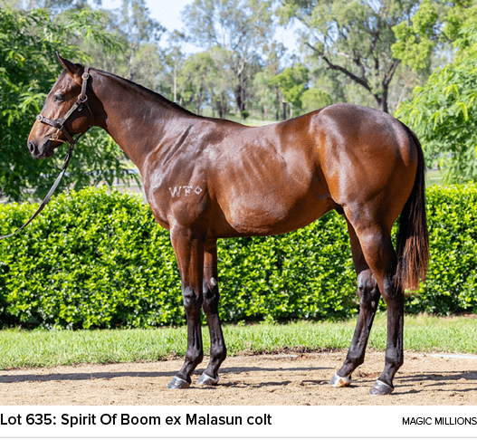 Lot 635: Spirit Of Boom ex Malasun colt magic million