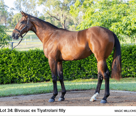 Lot 34: Bivouac ex Tiyatrolani filly magic million