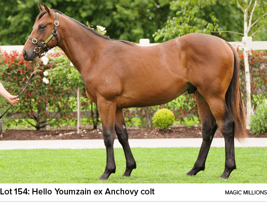 Lot 154: Hello Youmzain ex Anchovy colt magic million