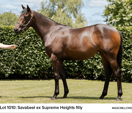 Lot 1010: Savabeel ex Supreme Heights filly magicmillion