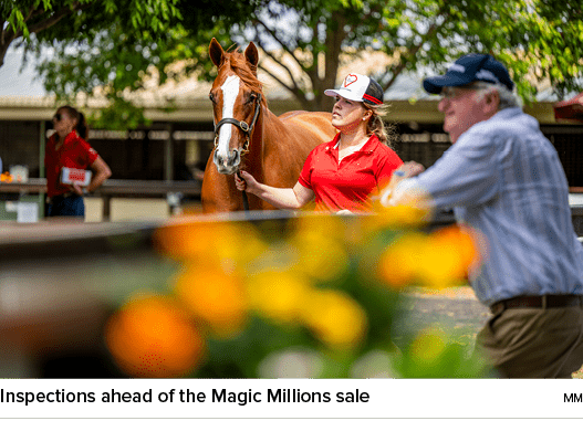 Inspections ahead of the Magic Millions sale M