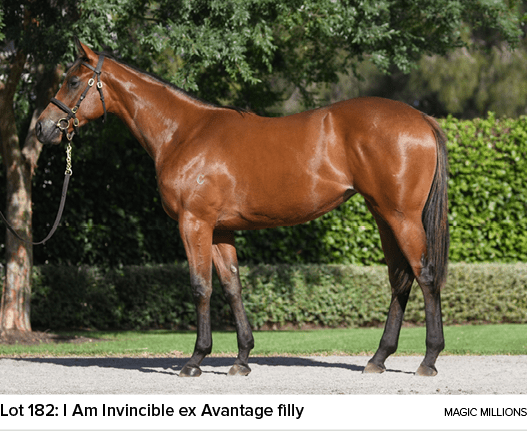 Lot 182: I Am Invincible ex Avantage filly Magic Million