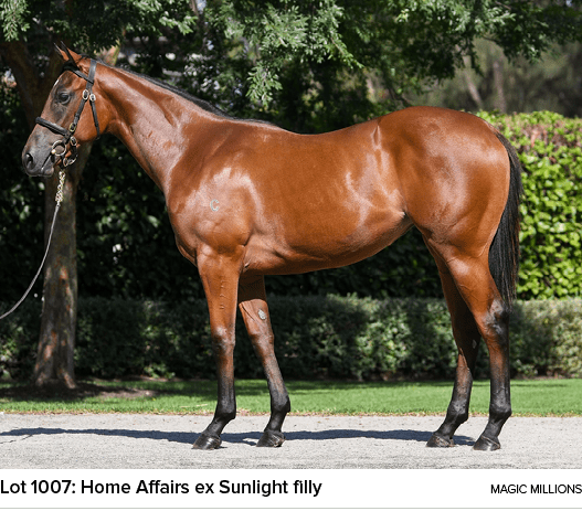 Lot 1007: Home Affairs ex Sunlight filly Magic Million