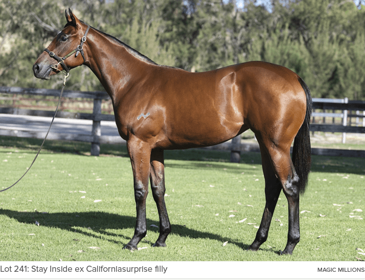 Lot 241: Stay Inside ex Californiasurprise filly magic million