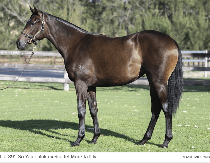 Lot 891: So You Think ex Scarlet Moretta filly magic million