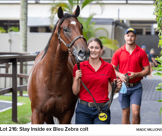 Lot 216: Stay Inside ex Bleu Zebra colt Magic Million