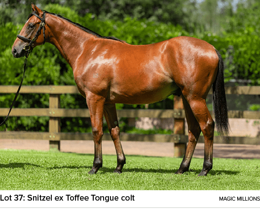 Lot 37: Snitzel ex Toffee Tongue colt Magic Million