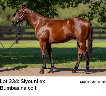 Lot 234: Siyouni ex magic millions Bumbasina colt