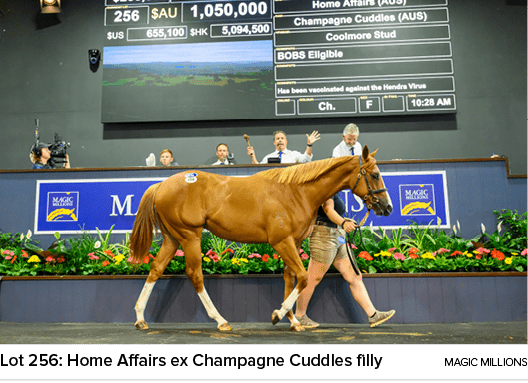 Lot 256: Home Affairs ex Champagne Cuddles filly magic million