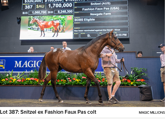 Lot 387: Snitzel ex Fashion Faux Pas colt magic million