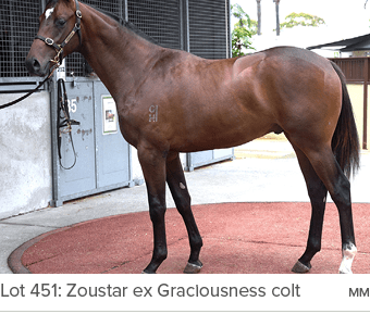 Lot 451: Zoustar ex Graciousness colt M