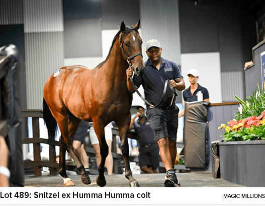 Lot 489: Snitzel ex Humma Humma colt magic million