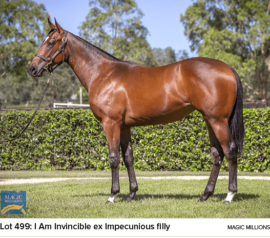 Lot 499: I Am Invincible ex Impecunious filly magic million