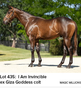 Lot 435: I Am Invincible ex Giza Goddess colt magic million