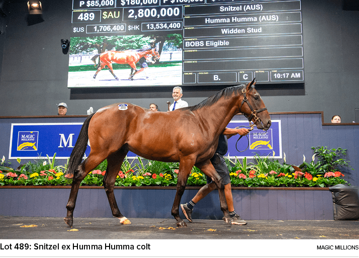 Lot 489: Snitzel ex Humma Humma colt magic million