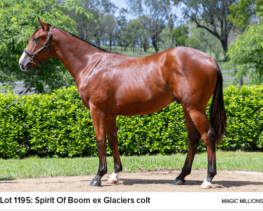 Lot 1195: Spirit Of Boom ex Glaciers colt magic million