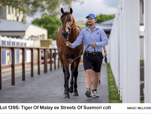 Lot 1395: Tiger Of Malay ex Streets Of Suemori colt Magic Million