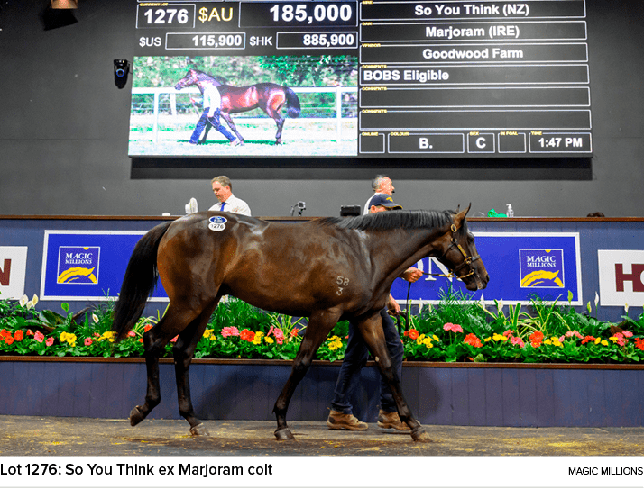 Lot 1276: So You Think ex Marjoram colt Magic Million