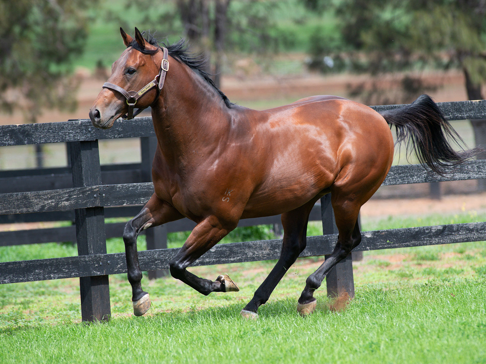 Three for Bull Point - ANZ Bloodstock News