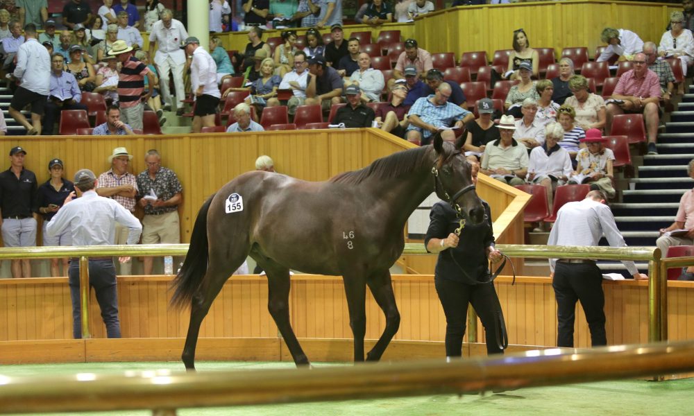 ‘Strongest Karaka yearling sale catalogue for some time’ ANZ