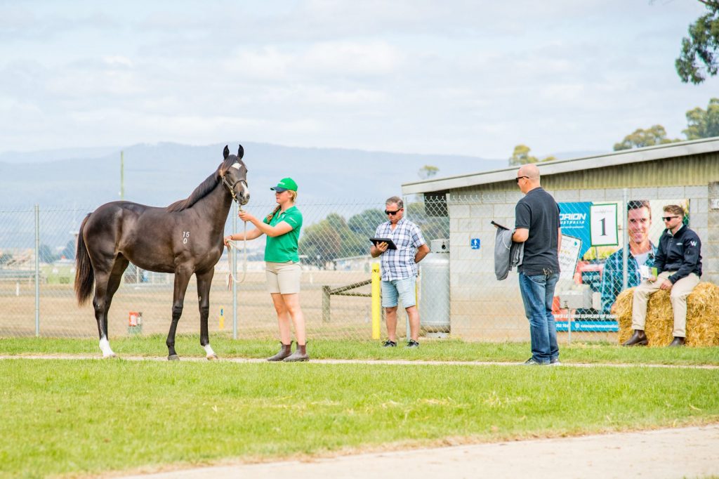 Magic Millions 2024 Yearling Sale Tasmania Crissy Lorita