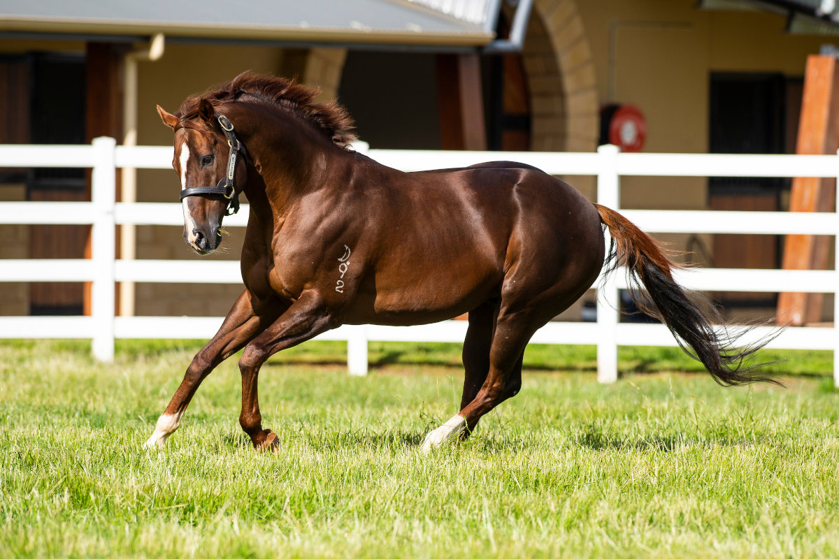 Written Tycoon crowned champion Victorian stallion - ANZ Bloodstock News