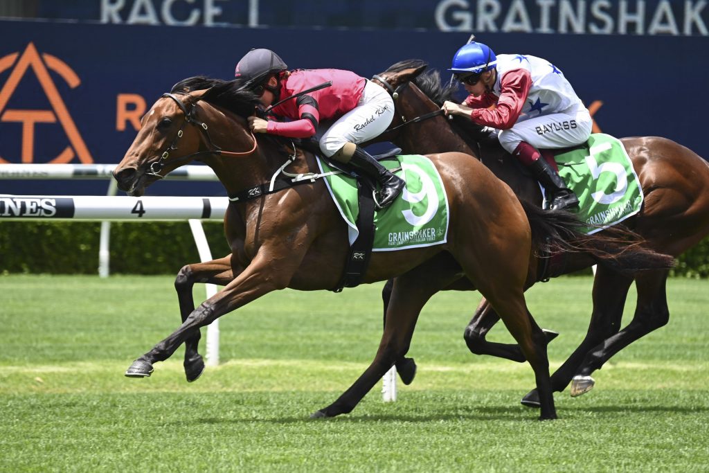 Race to Magic Millions heats up as My Racehorse target first Classic ...