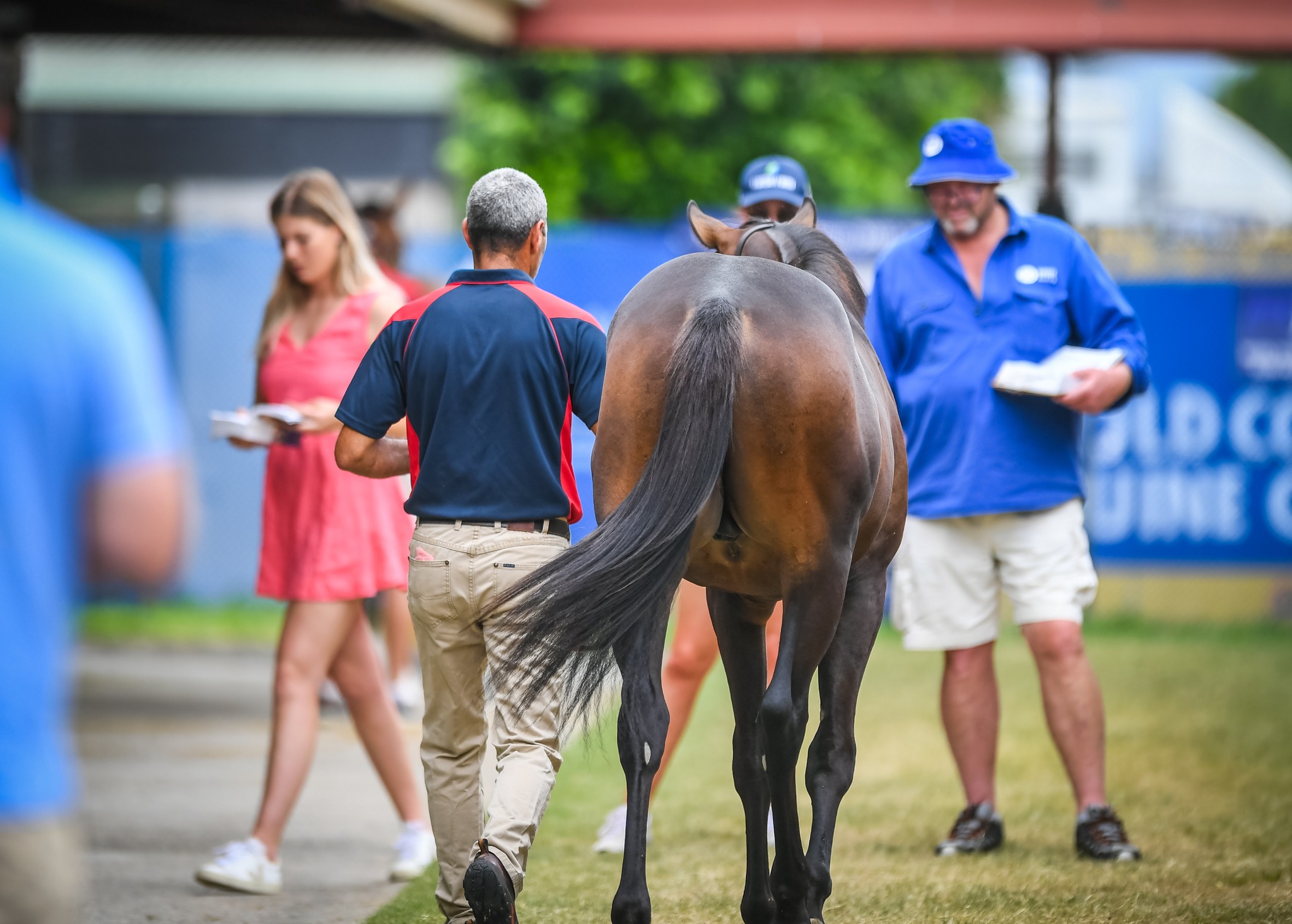 Book 2 value as new wave of buyers join Magic Millions crowd - ANZ  Bloodstock News