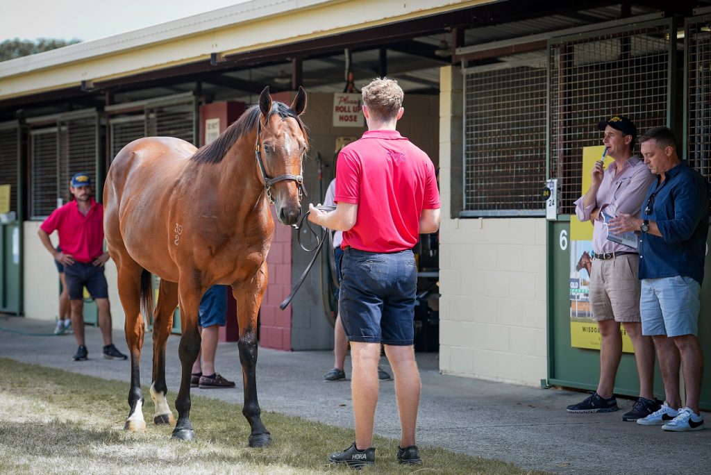 Circumspect outlook ahead of Magic Millions March Yearling Sale ANZ