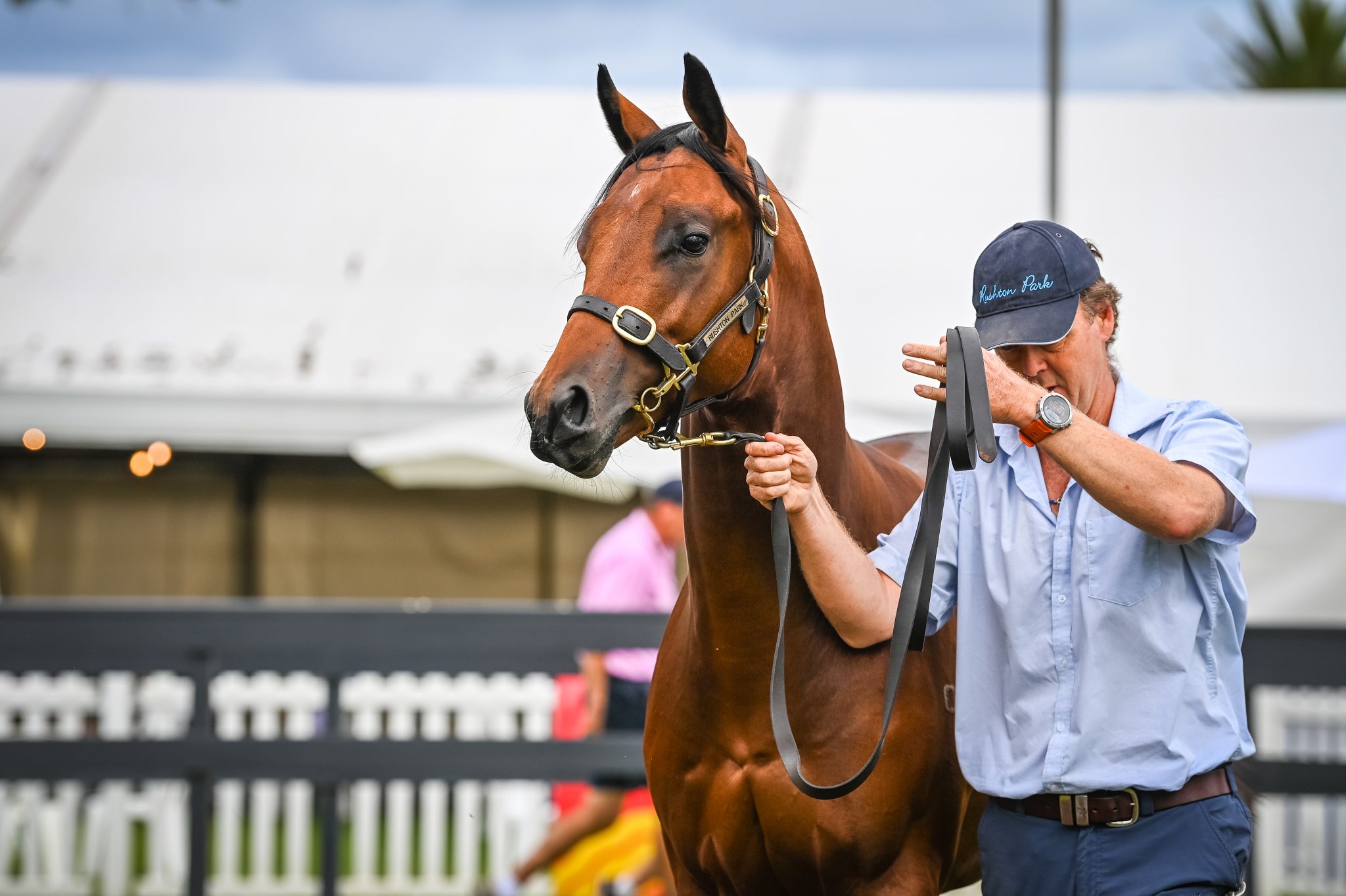 Gold Coast Yearling Sales 2024 Dorri Maible