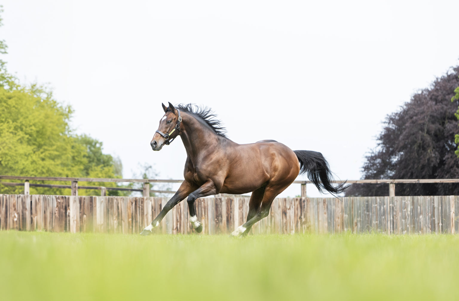 Magic Millions to conduct virtual sale on eve of breeding season – ANZ Bloodstock News